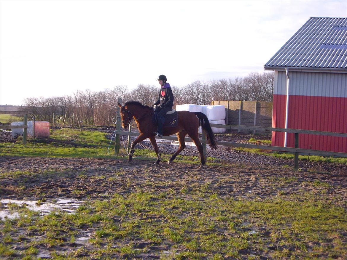 Anden særlig race Maisy billede 19