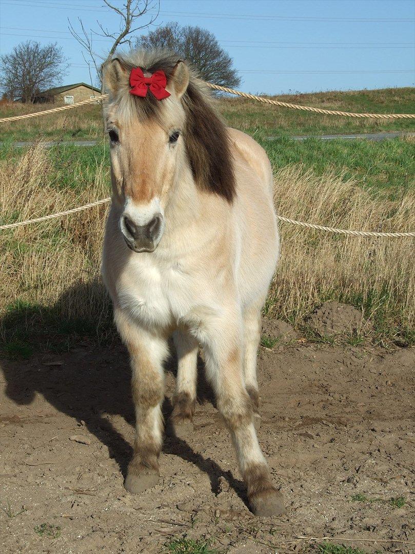 Fjordhest Bjarke Sax - 28/2 2008 Nuttebuttetutte mand ;-D <3 billede 8