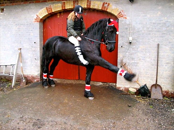 Frieser Heero<3  SOLGT:'( - den smukke løfter sit ben på kommando fra ryggen!<3 billede 5