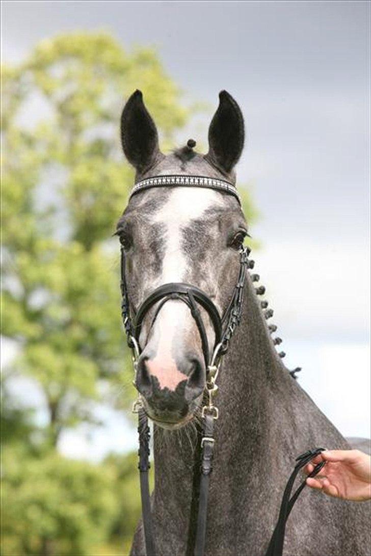 Holstener Coco Chanell S - Coco Chanell S billede 8