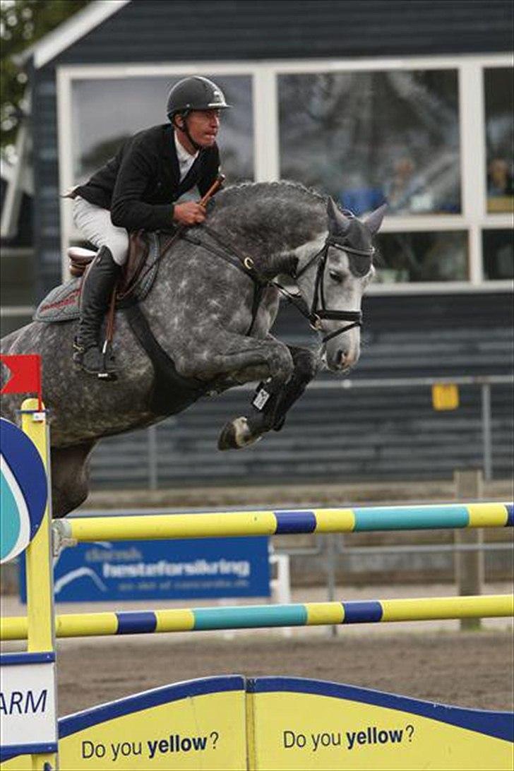 Holstener Coco Chanell S - Championat 2010 billede 9