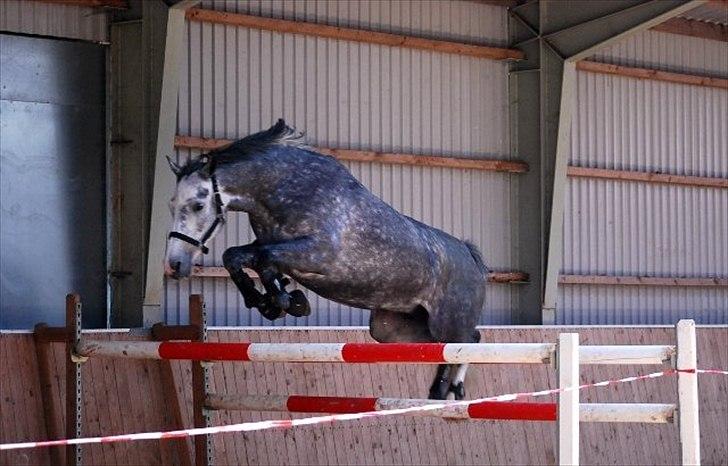 Holstener Coco Chanell S - Coco Chanell S billede 15