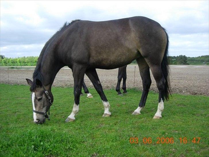 Anden særlig race Hera - Dejlige pony!♥ I år 2006.  billede 12