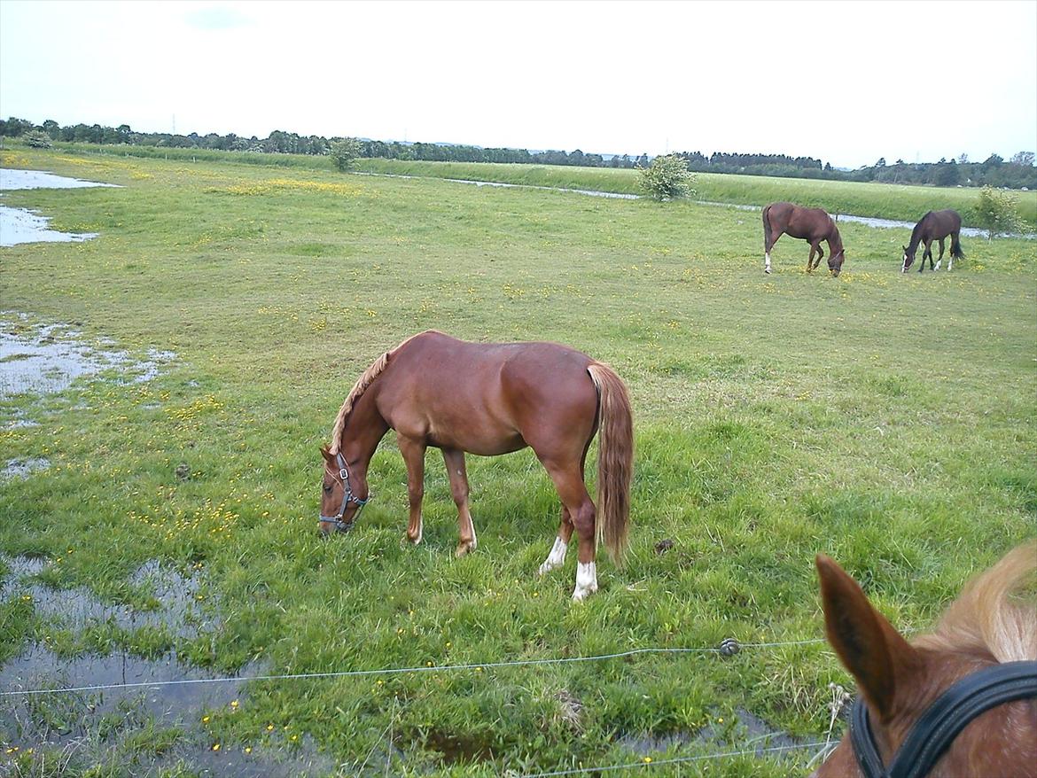 Frederiksborg Zorio Brentedal billede 12