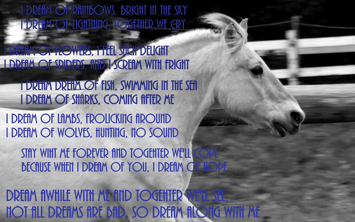 Fjordhest Bjarke Sax - Dream awhile with me.. billede 11