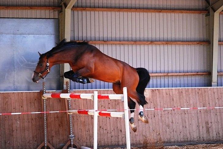 Holstener Cartoon S billede 1