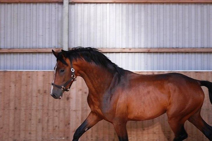 Holstener Cartoon S billede 6