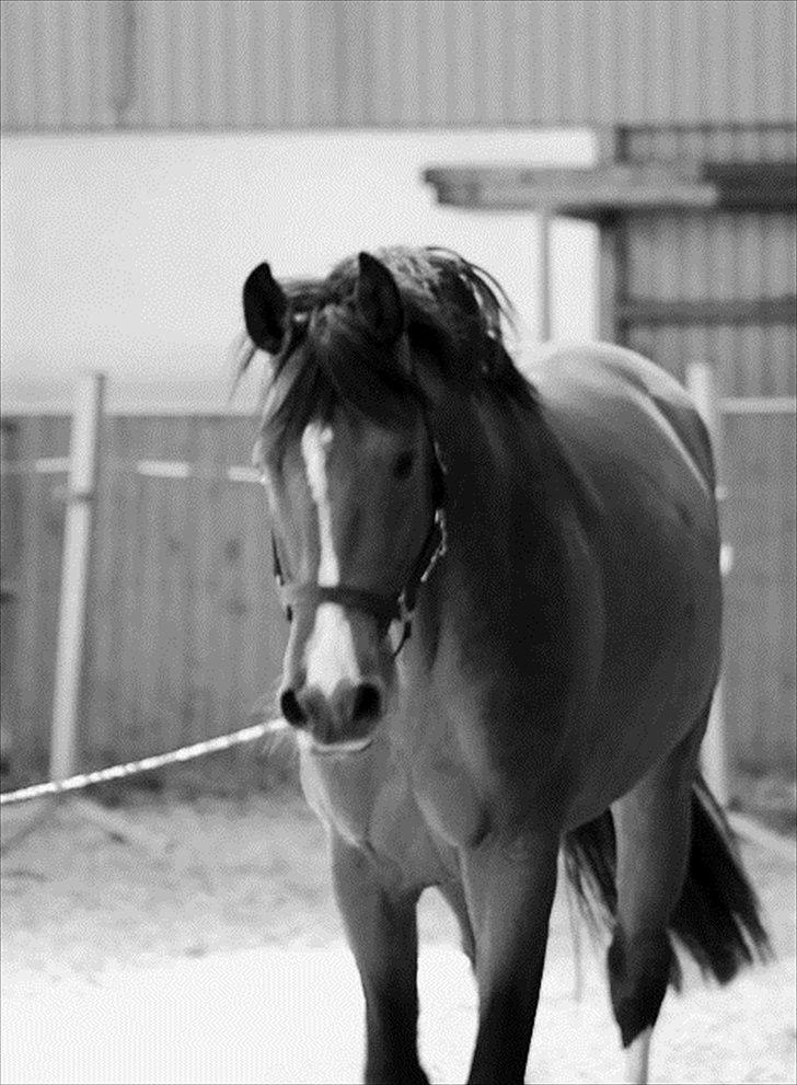 Holstener Cartoon S billede 9