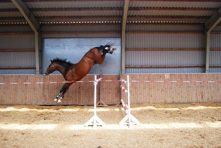 Holstener Cartoon S billede 13