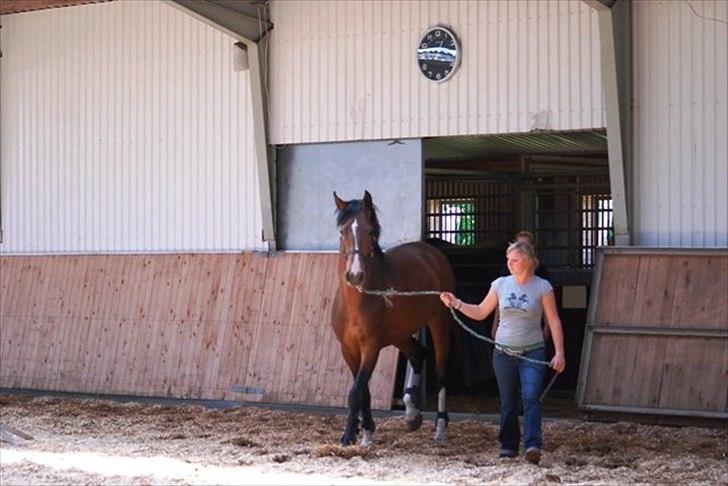 Holstener Cartoon S billede 16