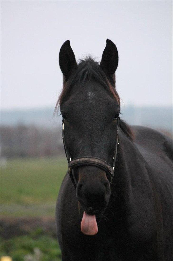 Anden særlig race Himmelhest Nightwish *DRØMMEHESTEN* billede 13