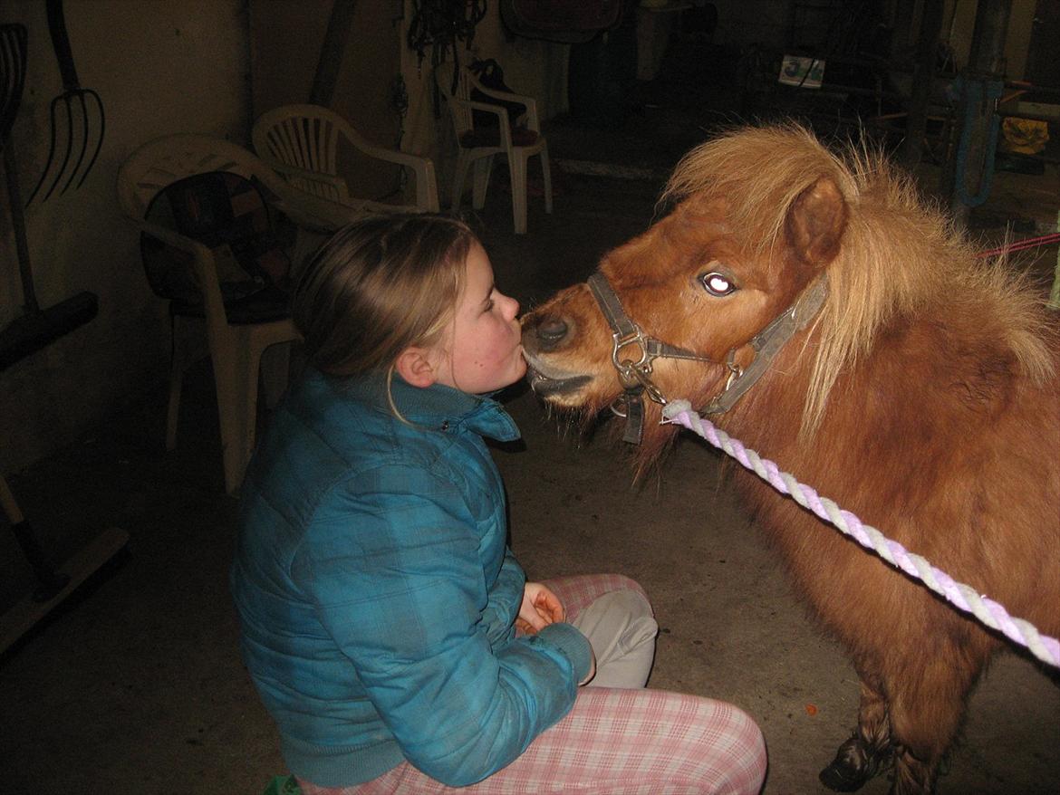 Miniature Laban - Laban mysser på komando billede 11