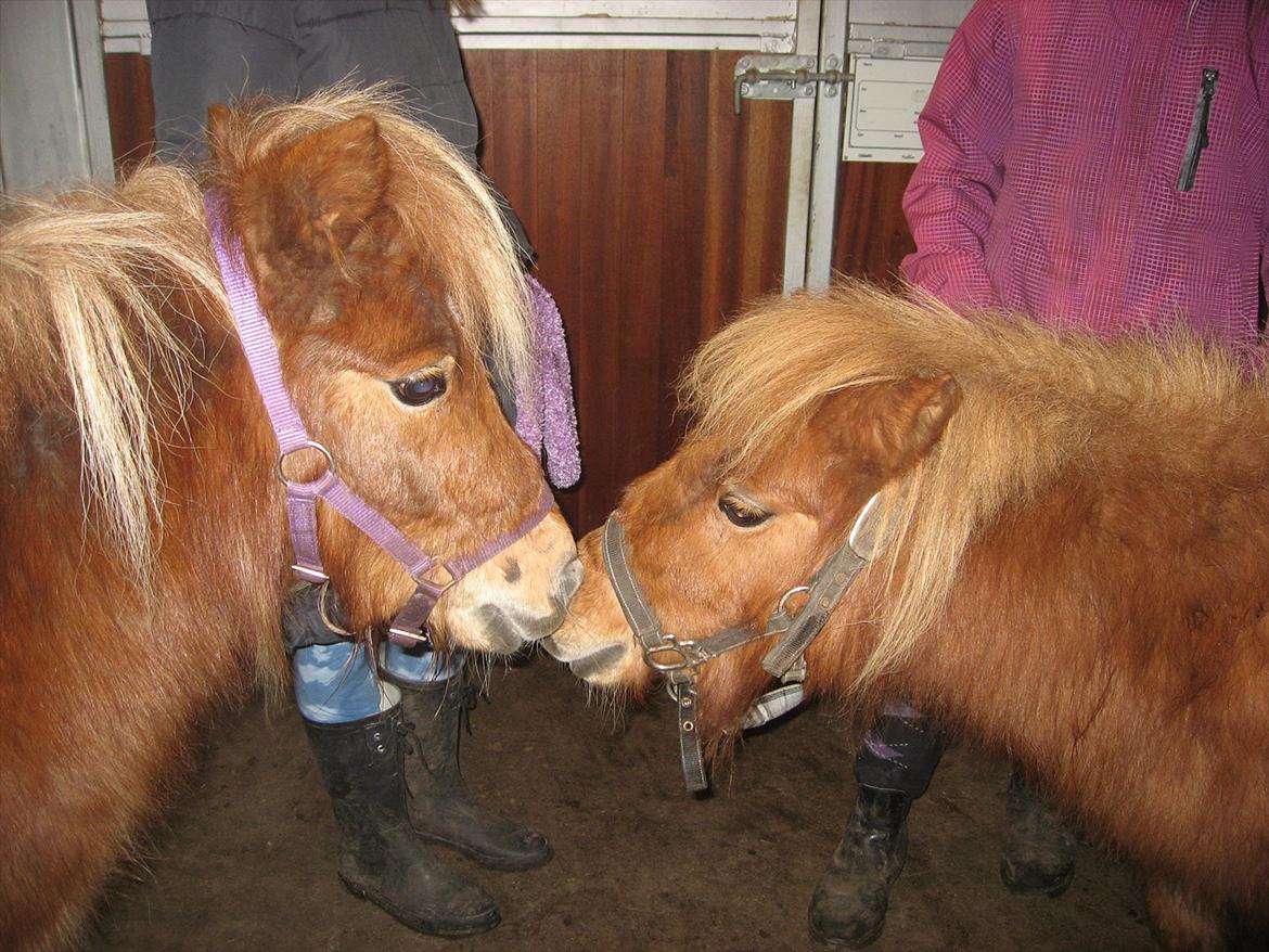 Miniature Laban - Laban og hans bedste veninde Serafina billede 13