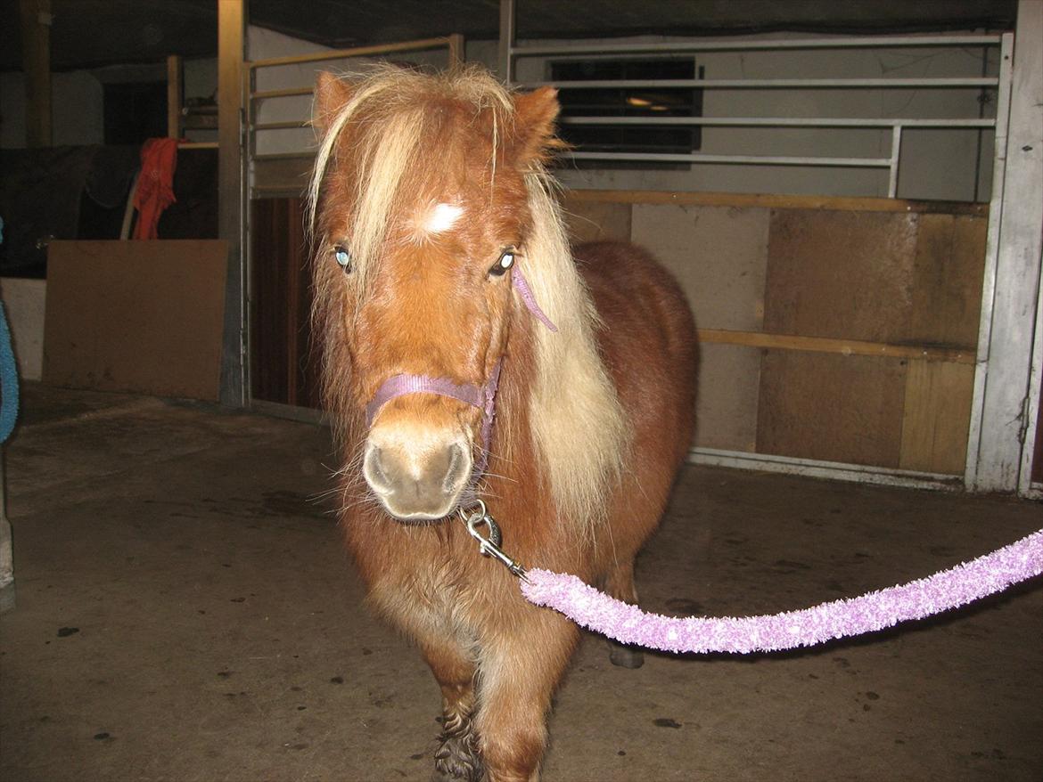 Miniature Serafina billede 8