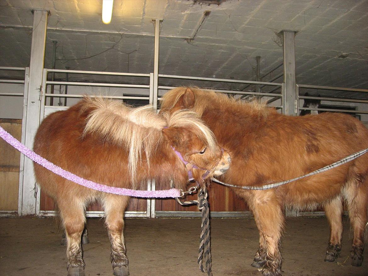 Miniature Serafina - Serafina og Laban gnubber:D billede 9