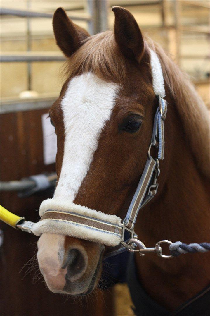 Anden særlig race Passir <3 <3 - Smukke Passir <3. Foto taget af Far :-) billede 4