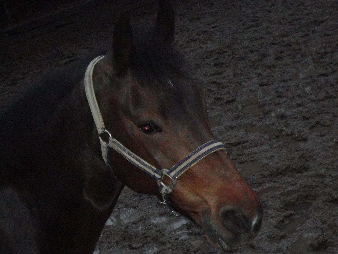 New Forest Nyskovens Antares - Her er jeg på fold:-)
Foto:Caro billede 2