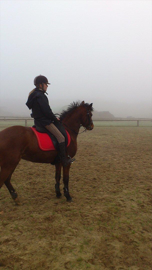 Welsh Pony (sec B) Kastaniegårdens Askepot-Potte<3 - You are as beuatyull as first time i  looket at you¤ Smukke udenfor. Foto:Mor billede 6