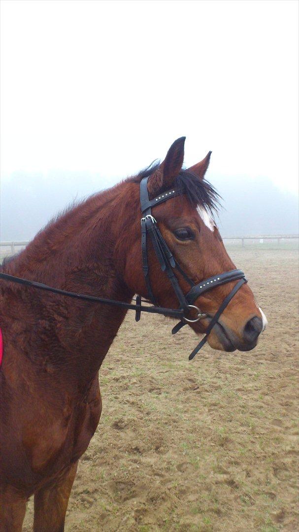 Welsh Pony (sec B) Kastaniegårdens Askepot-Potte<3 - *****Velkommen til Askepot´s profil****
You are more then perfect¤ Smukke potte står i profil. Foto: Mor billede 1