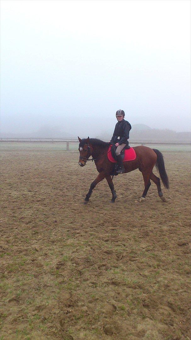 Welsh Pony (sec B) Kastaniegårdens Askepot-Potte<3 - You make my day special¤Udenfor.Foto:Mor billede 8