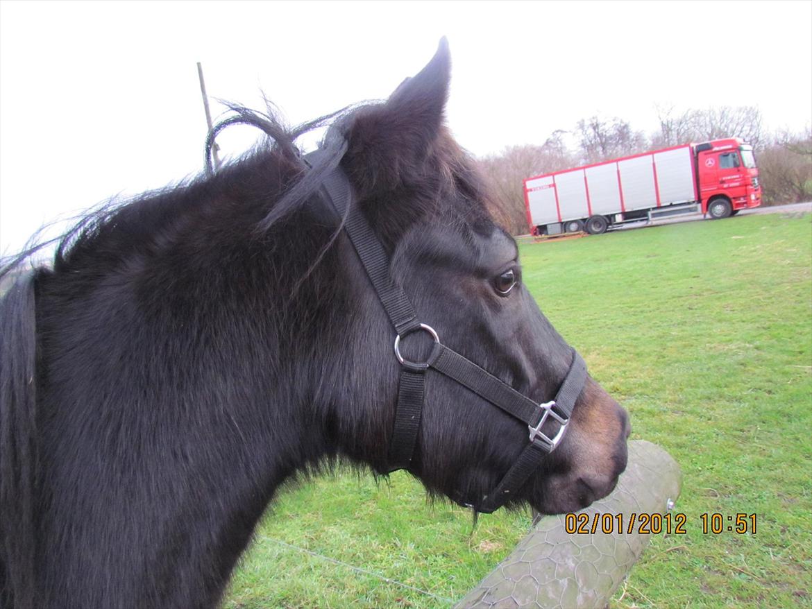 New Forest Elmholts Samba - Fine pony:-) billede 14