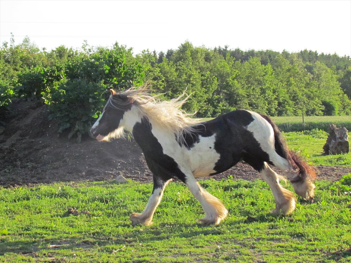 Irish Cob Cosmo - solgt  billede 5