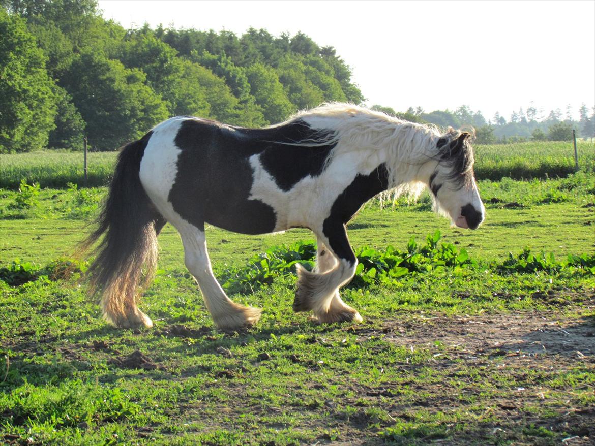 Irish Cob Cosmo - solgt  billede 6
