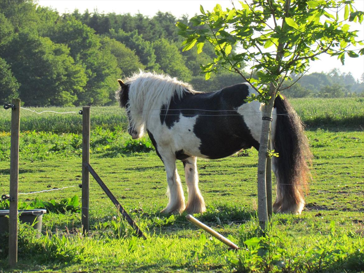 Irish Cob Cosmo - solgt  billede 7