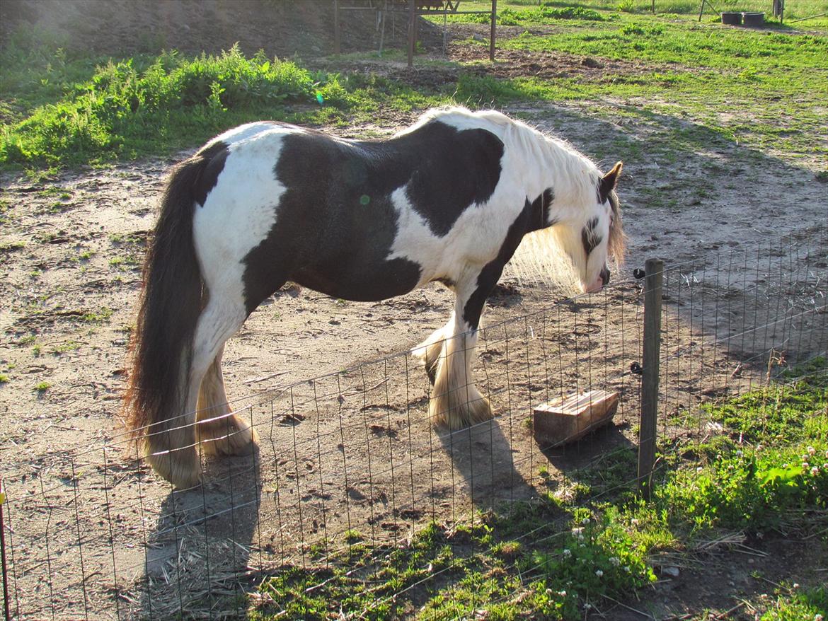 Irish Cob Cosmo - solgt  - Flotte Dreng:-)<3<3 billede 8
