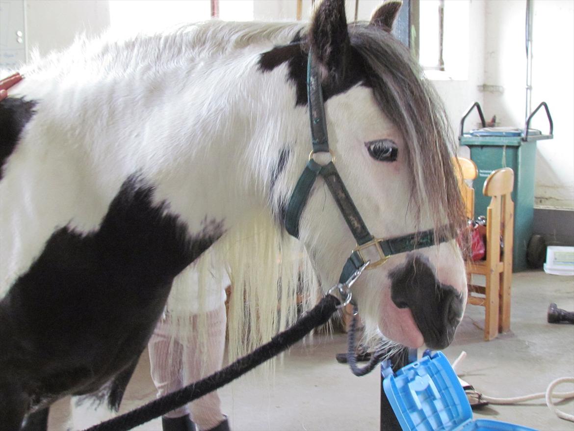 Irish Cob Cosmo - solgt  - Han er blevet så fin:-* billede 9