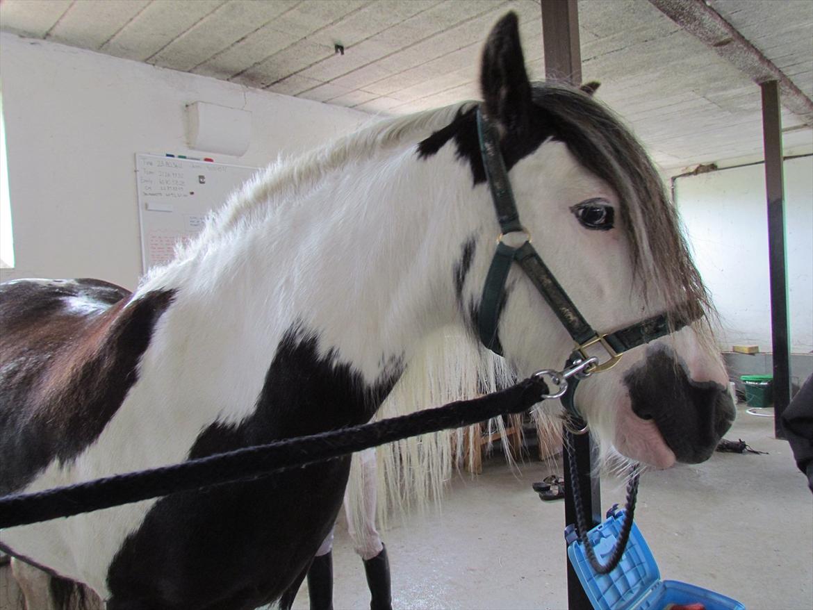 Irish Cob Cosmo - solgt  billede 10