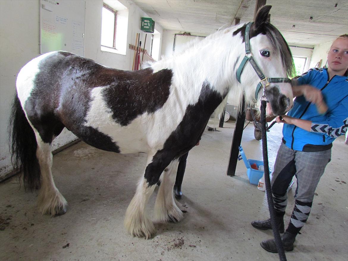 Irish Cob Cosmo - solgt  - Det var så hyggeligt sammen med ham igen:-*<3 billede 11