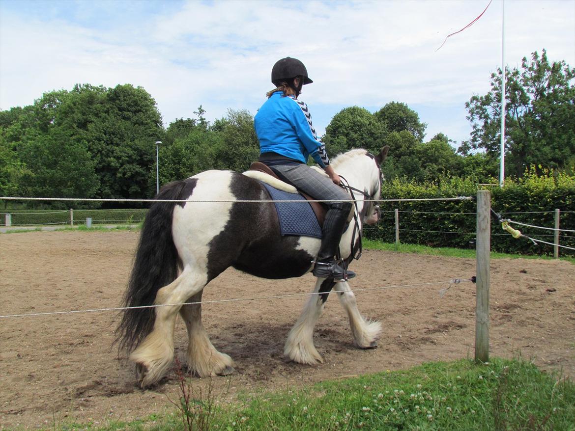 Irish Cob Cosmo - solgt  - Ude at ride ham, ved hans nye ejere:-* Han passer så godt til dem:-)<3
 billede 12