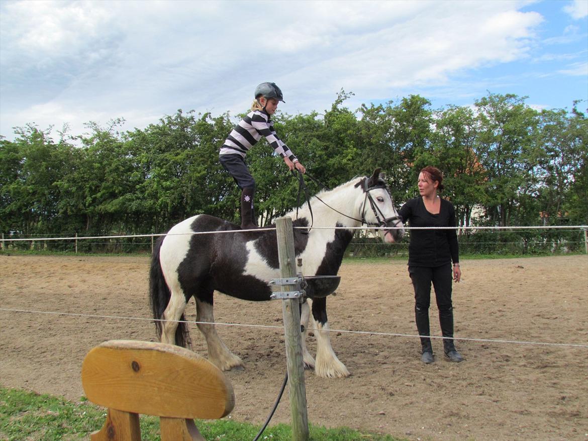 Irish Cob Cosmo - solgt  billede 13