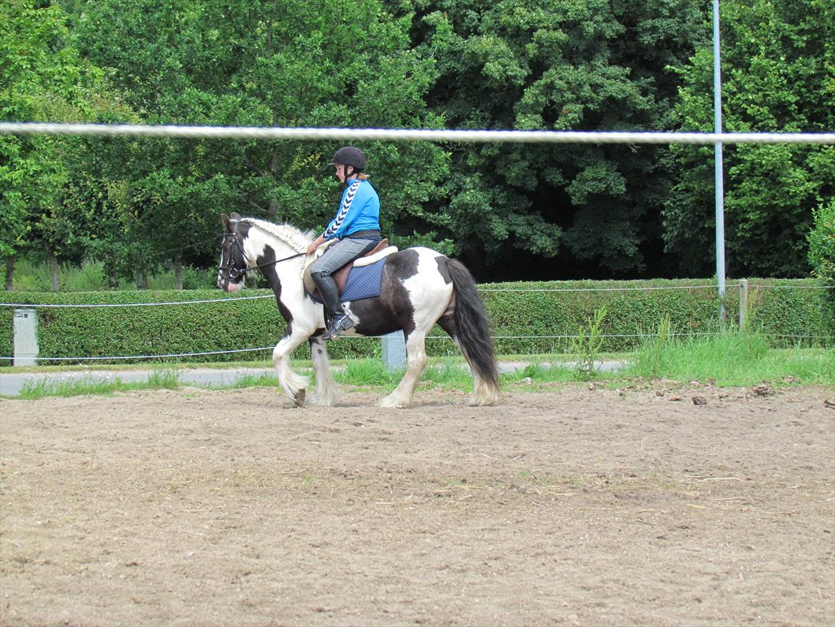 Irish Cob Cosmo - solgt  billede 14