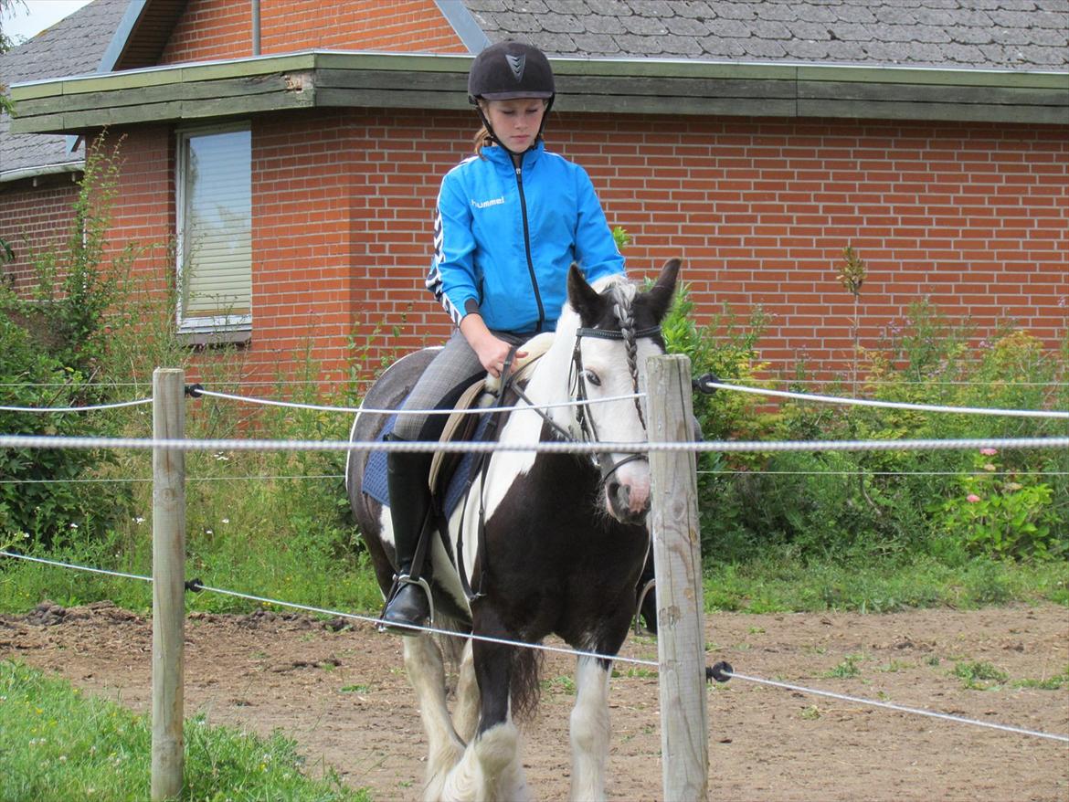 Irish Cob Cosmo - solgt  billede 15