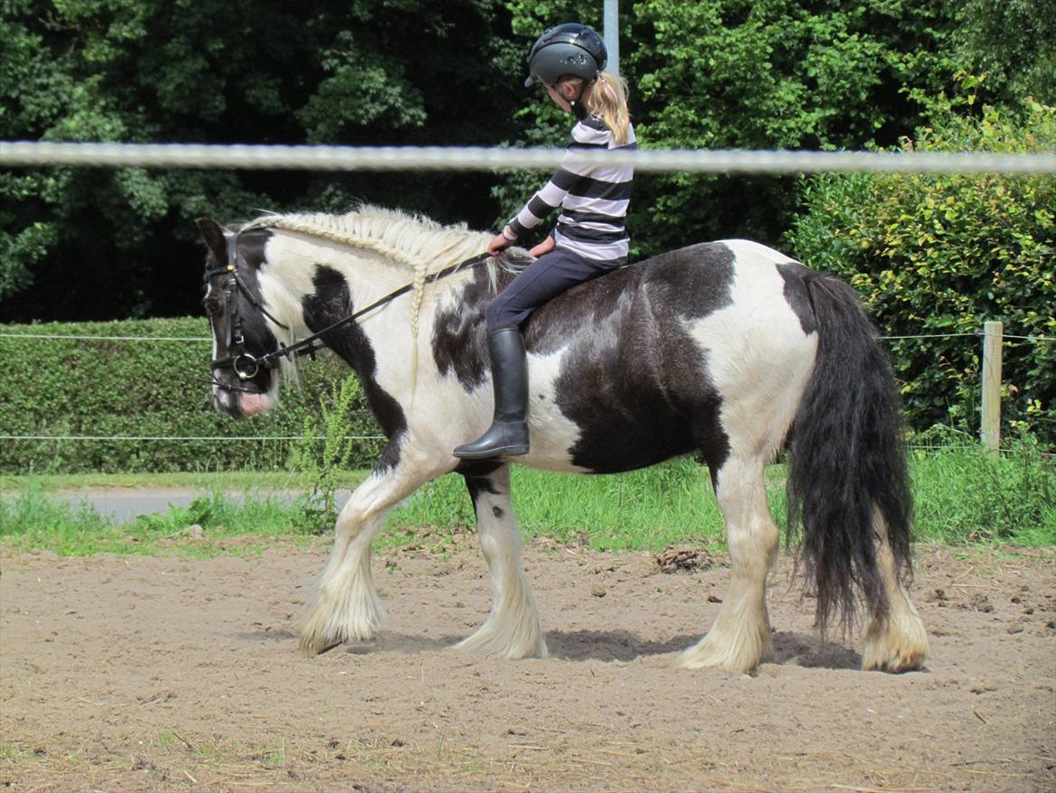 Irish Cob Cosmo - solgt  billede 16