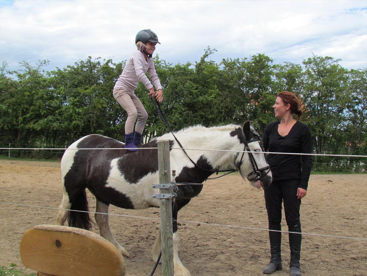 Irish Cob Cosmo - solgt  billede 17