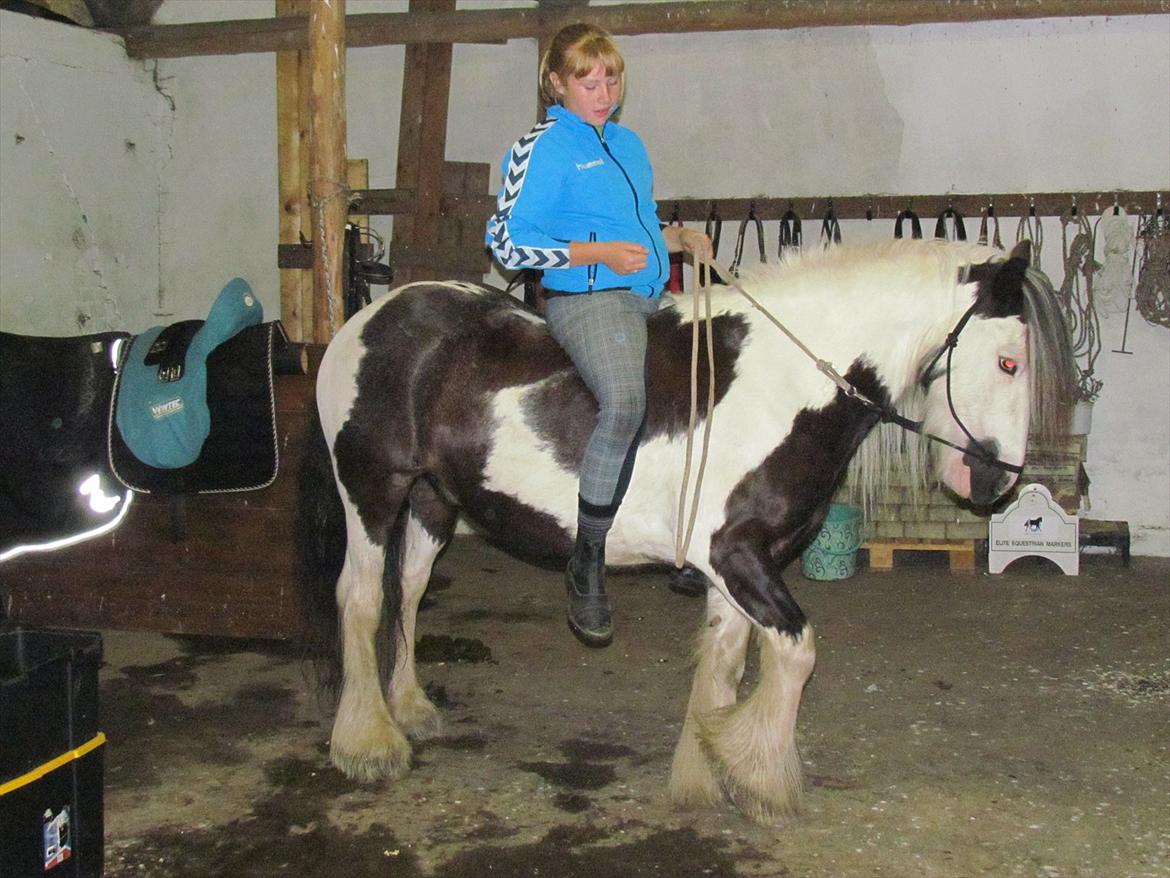 Irish Cob Cosmo - solgt  billede 18