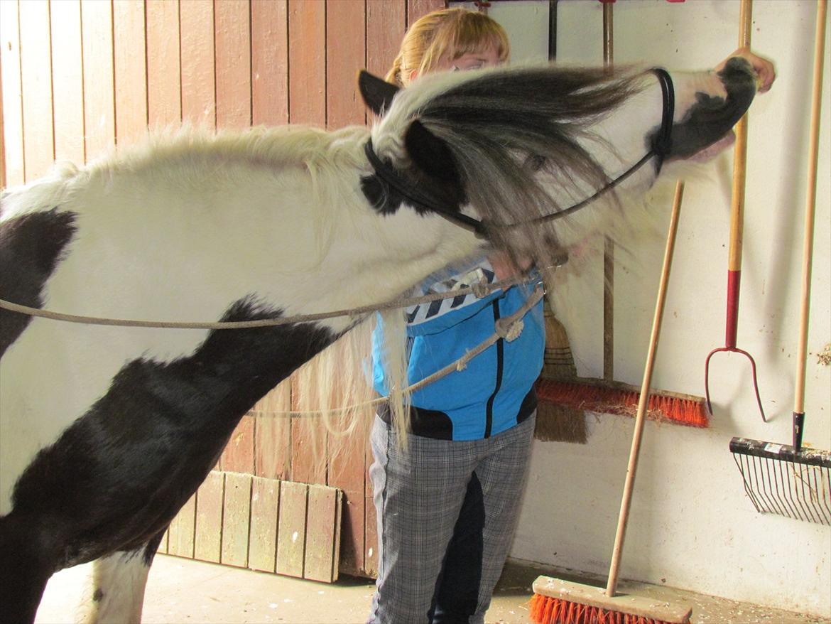 Irish Cob Cosmo - solgt  billede 19