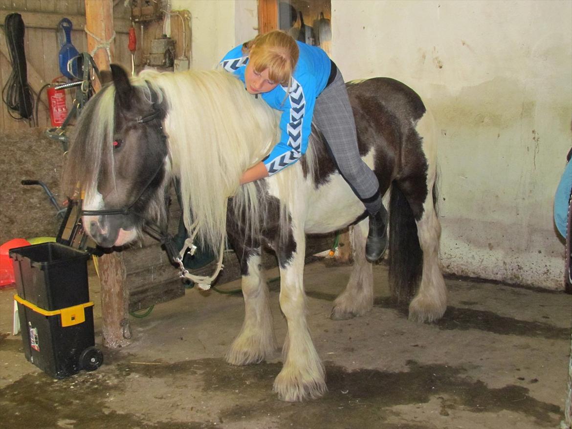 Irish Cob Cosmo - solgt  - Jeg glemmer dig aldrig, og vil altid elske dig:-* :-*<3<3 billede 20