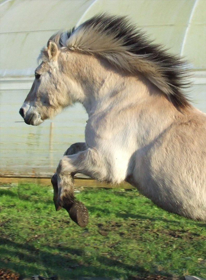 Fjordhest Bjarke Sax - 30 januar 2007 billede 16