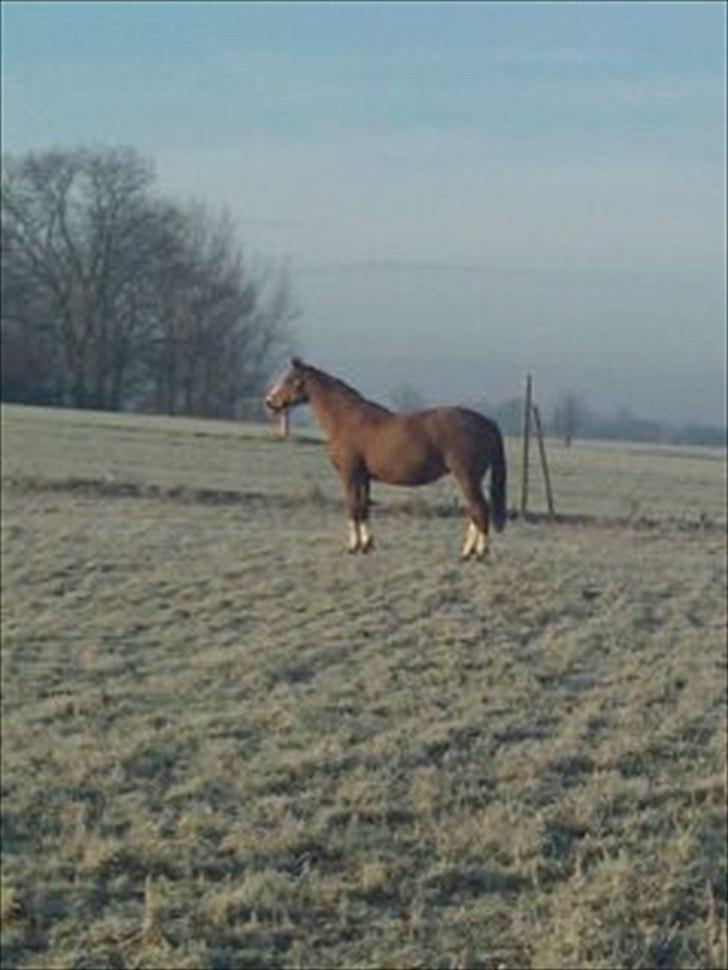 Dansk Varmblod Racing Star billede 19