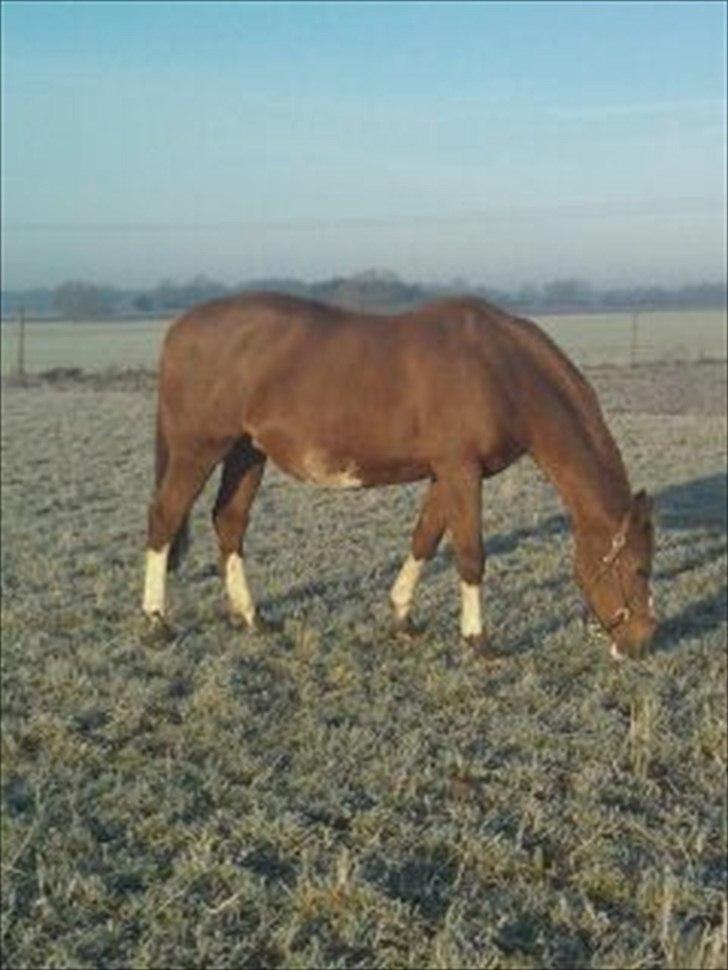 Dansk Varmblod Racing Star billede 20