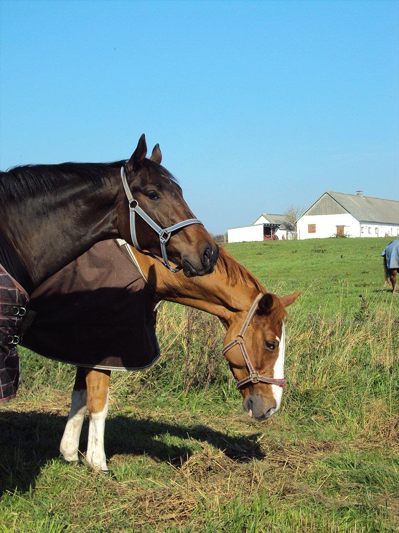 Dansk Varmblod Kgs. Hørgaard Handsome billede 3