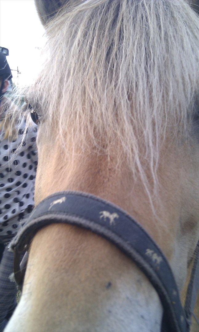 Fjordhest Anella <3  billede 8