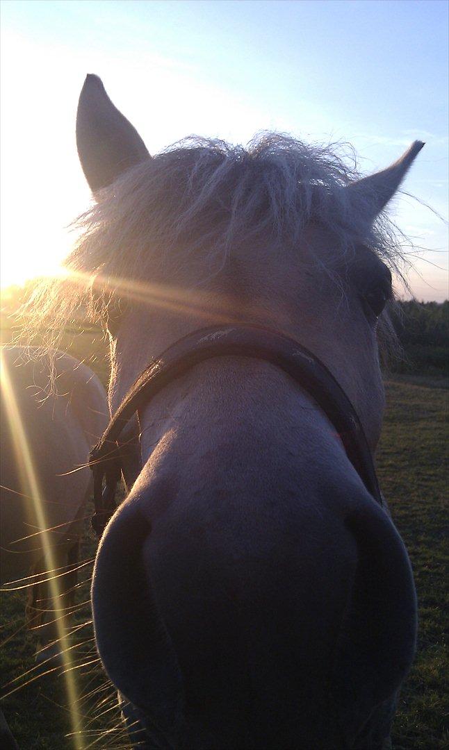 Fjordhest Anella <3  billede 9