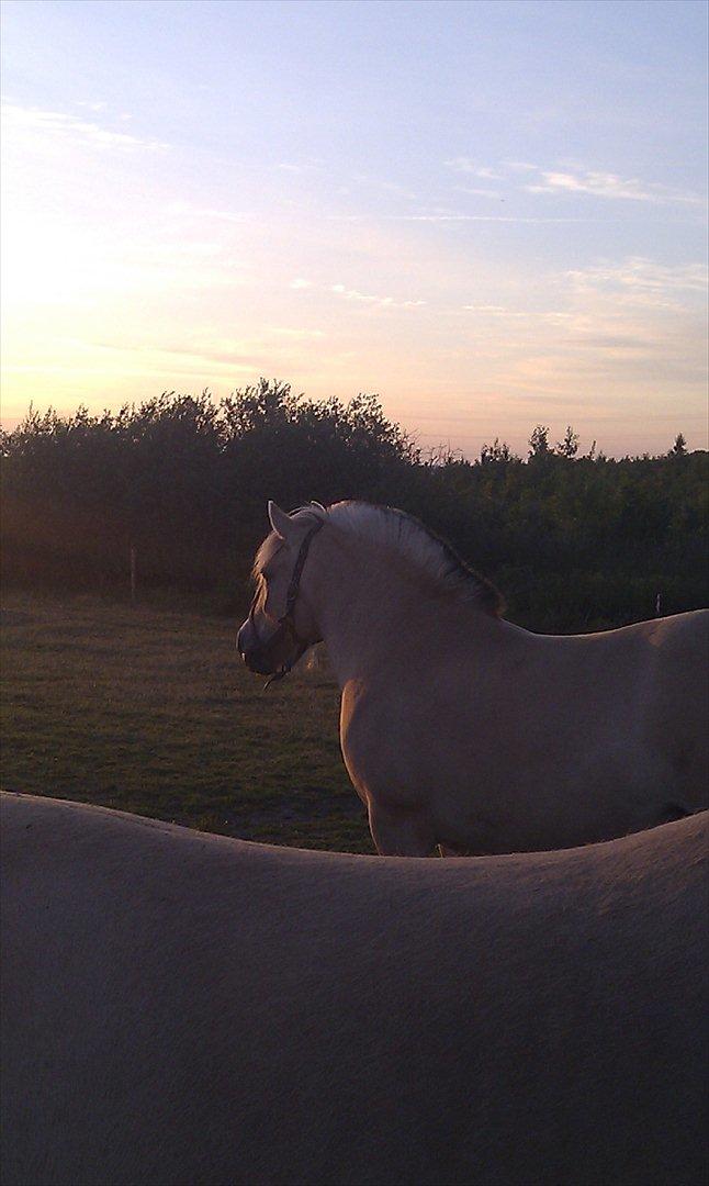 Fjordhest Anella <3  billede 11