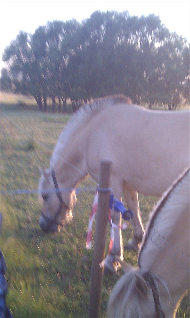 Fjordhest Anella <3  billede 12