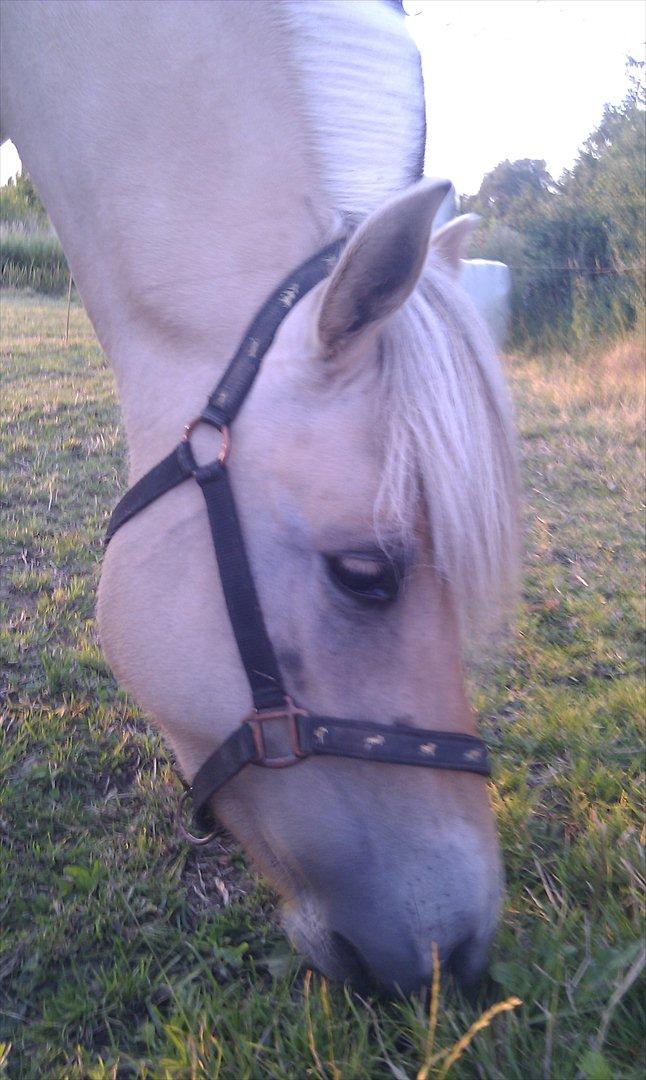 Fjordhest Anella <3  billede 13